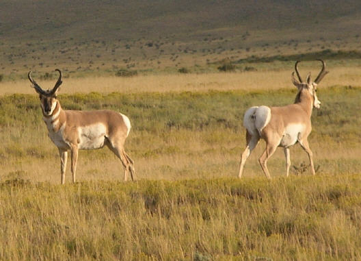 pronghorn antelope